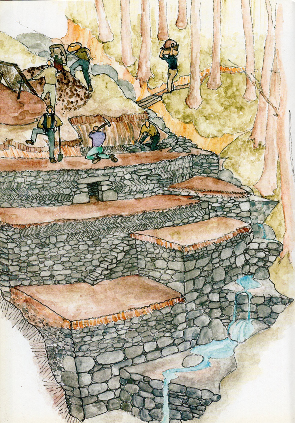 Costruzione delle fasce. Tavola 4. Illustrazione di Renata Allegri, tratta da Allegri R., “Il paesaggio ligure, un mondo di pietra, la costruzione dei terrazzamenti”, Regione Liguria-Assessorato alle Politiche dell’Agricoltura e dell’Entroterra, Genova, De Ferrari&Devega, 2003