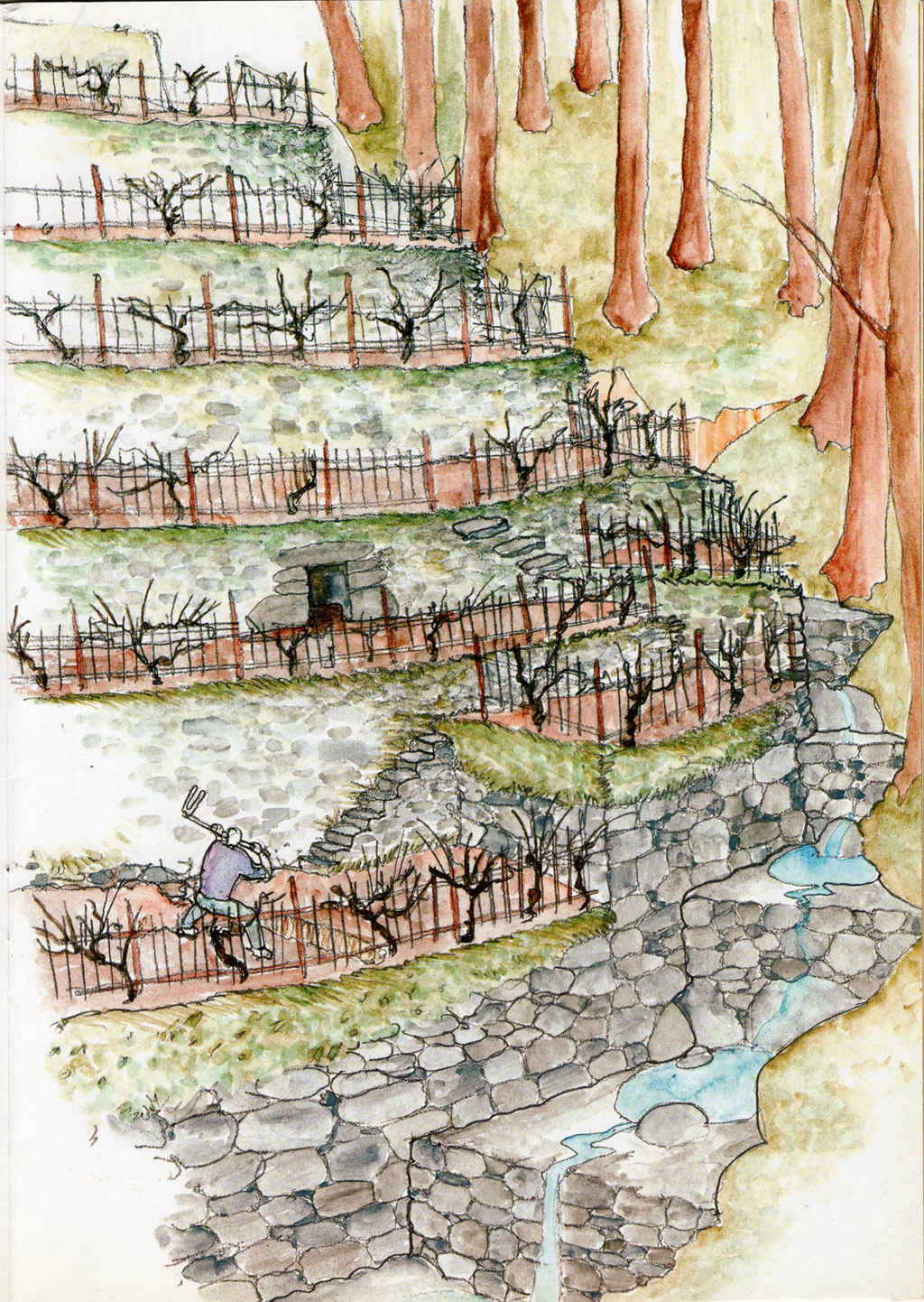 Costruzione delle fasce. Tavola 5. Illustrazione di Renata Allegri, tratta da Allegri R., “Il paesaggio ligure, un mondo di pietra, la costruzione dei terrazzamenti”, Regione Liguria-Assessorato alle Politiche dell’Agricoltura e dell’Entroterra, Genova, De Ferrari&Devega, 2003
