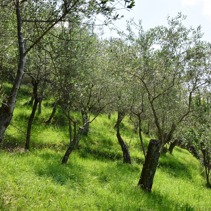 Uliveto giovane sulle colline di Lavagna.