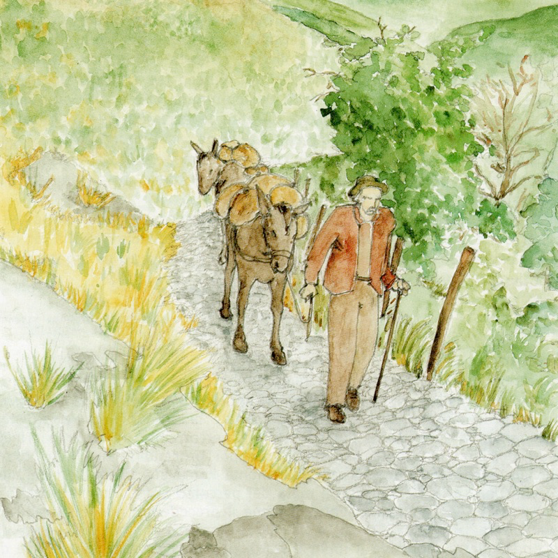 Trasporto sulle mulattiere. Illustrazione di Renata Allegri, tratta da Allegri R., “Percorsi nella mente e percorsi sul territorio: alla scoperta dei sentieri antichi”, pubblicazione realizzata nell’ambito del Progetto didattico “Valorizzazione delle scuole di montagna” del Circolo Didattico di Cicagna, Rapallo, Emiliani, 2001, p. 78