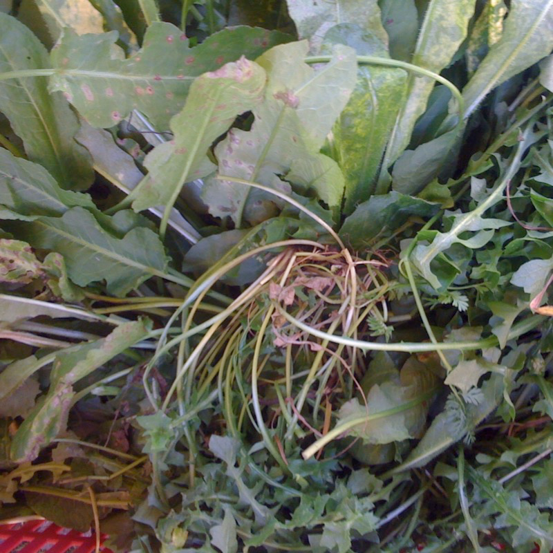 Foto concessa da Giorgio 'Getto' Viarengo