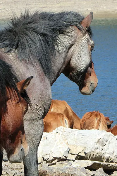 Wild Horse Watching 400x600
