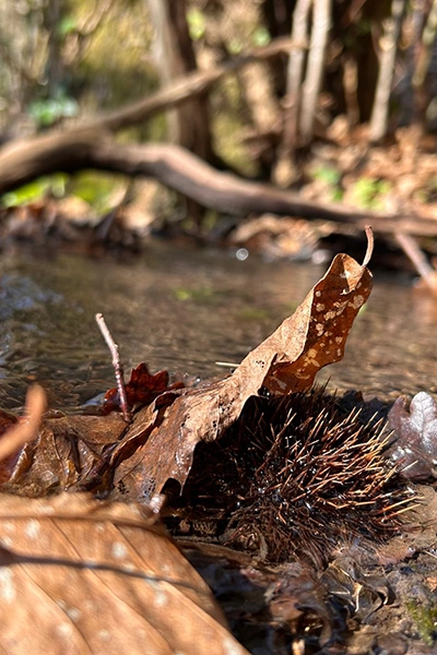 Le Stagioni dell acqua