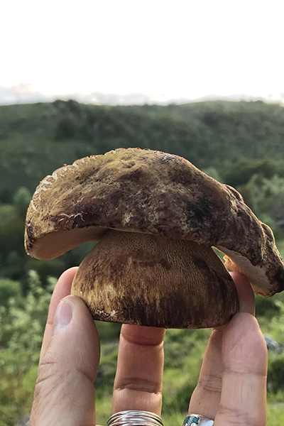 Funghi